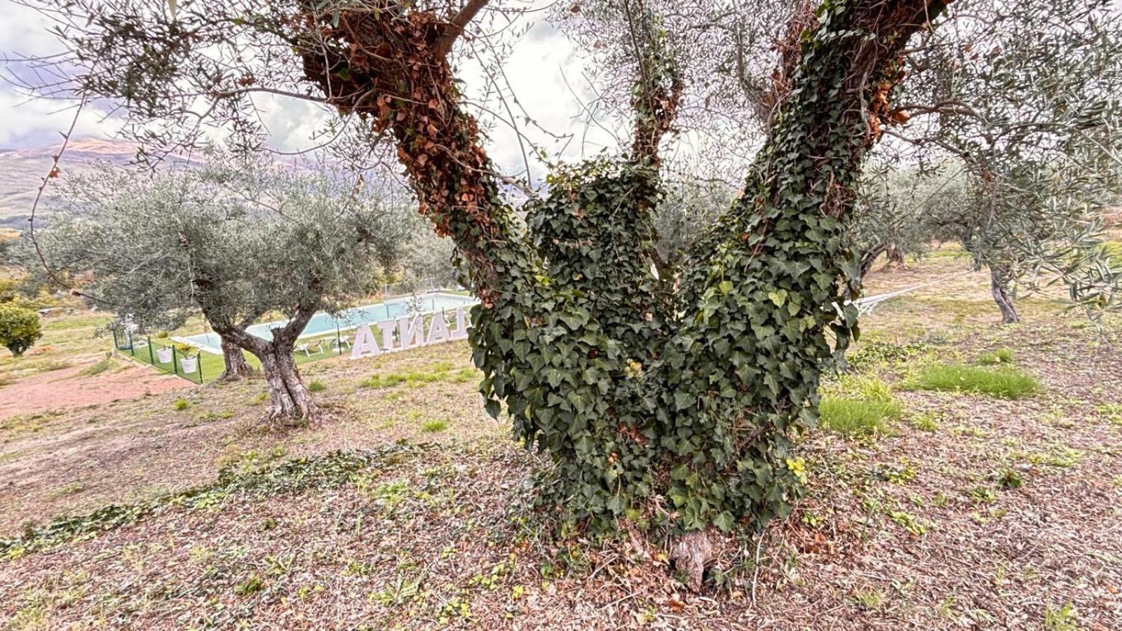 חרז דה לה ורה Casa Rural Atalanta De La Vera מראה חיצוני תמונה